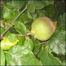 Bientt une rcolte de fruits piriformes, cotonneux.