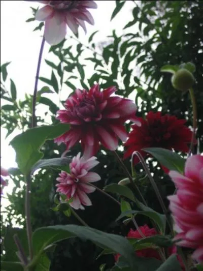 Il appartient  la famille des Asteraceae.