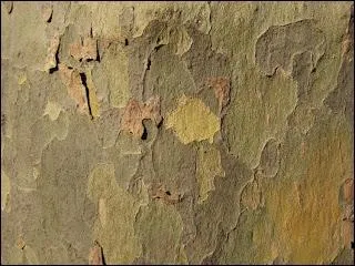 C'est l'corce d'un arbre qui borde les rues.