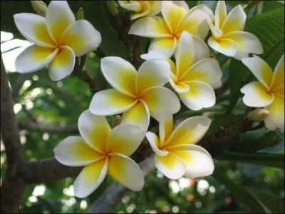 Trs bel arbre dont les fleurs dgageant un parfum suave sont appeles  fleurs des temples .