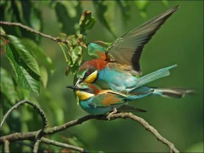 Il appartient  la famille des Meropidae. Il porte une livre brillamment colore.