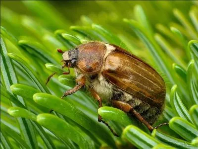 Quelle est la caractristique des coloptres auxquels appartient le hanneton du sapin ?