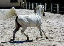 Le pur sang arabe est dou en dressage.
