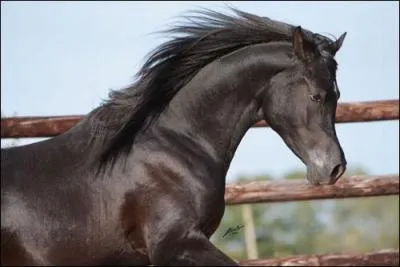 Le pur sang arabe  18 ctes.
