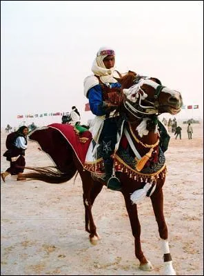 Dans quelle discipline le pur-sang arabe est-il le plus fort ?