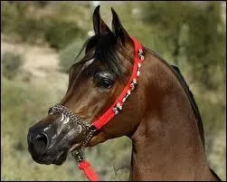 Ce cheval est-il un pur-sang arabe ? Si oui, quelle est sa robe ?