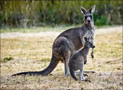 Son cousin qui vit aussi en Australie. Lequel est-ce ?