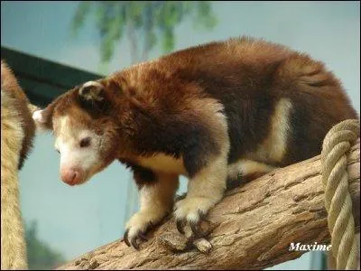 Un kangourou arboricole a existe ! Lequel est-ce ?