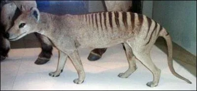 Il a disparu maintenant et est l'un des cousins le plus proche du diable de Tasmanie. Lequel est-ce ?