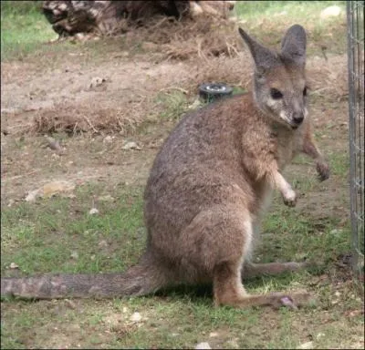 Un tout petit kangourou vivant en Australie. Lequel est-ce ?