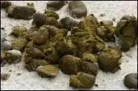 Comment appelle-t-on les excrments du cheval ?