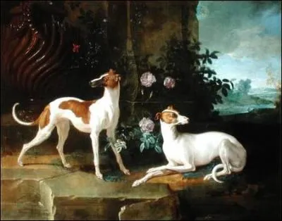 Huile reprsentant  Misse and Turlu , deux chiens de race Greyhound ayant appartenu  Louis XV. Qui en est l'artiste, n en 1686 ?