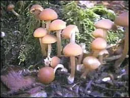 L'armillaire sans anneau est... .