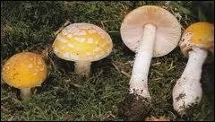 L'amanite jonquille est reconnue toxique... .