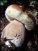 Ce champignon est...