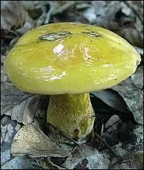 Le cortinaire resplendissant est...