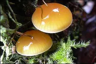 La collybie  pied de velours est...