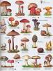 Quiz Champignons