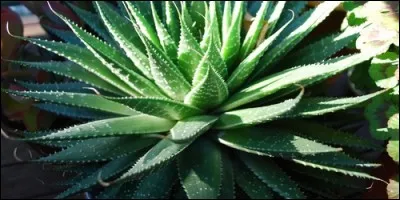 D'o est originaire l'alos ?