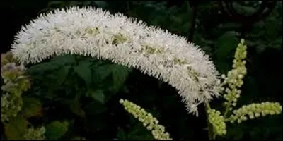 Cette plante s'appelle aussi le cimicaire.