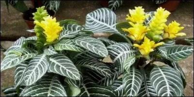 Comment appelle-t-on couramment l'aphelandra ?