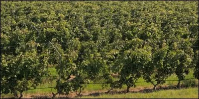 Quelle mot correspond à cette définition : "Plante dicotylédone dialypétale, telle que la vigne et des arbustes grimpant à l'aide de vrilles".