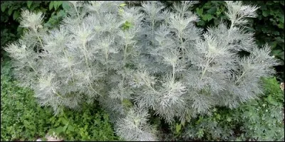 Comment sont les feuilles de l'armoise ?