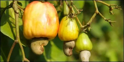 Quel arbre est cultiv pour sa noix de cajou ?