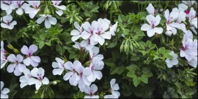 A quelle famille appartiennent la pervenche et le laurier-rose ?