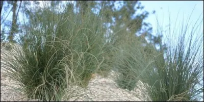 Avec quelle plante peut-on faire du papier ?