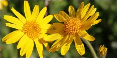 Comment s'appelle cette plante que l'on utilise en mdcine, pour les hmatomes et les ecchymoses ?