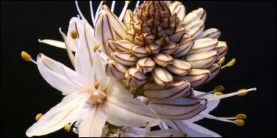 A quelle famille appartient l'asphodle ?