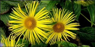 Quelle est la priode de floraison de l'aune ?