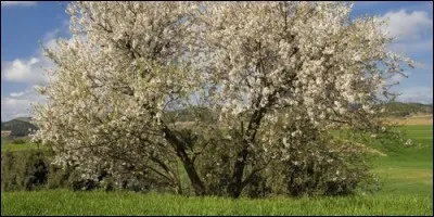 Quel arbre est un symbole de l'amour et de la virginit ?