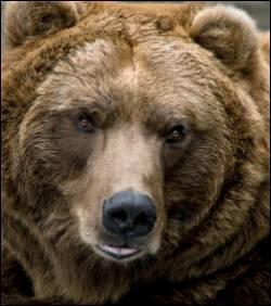 Quel est le nom de cet ours qui vit en Europe ?