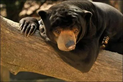 Il vit aussi en Asie, quel est son nom ?