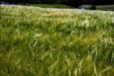 Actions produites sous les effets du vent dans la chevelure des bls.