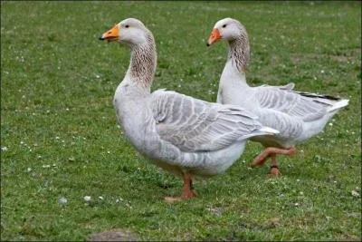 Leur habitude est de traverser la basse-cour en se -----