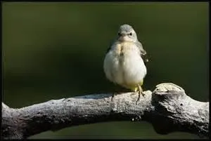 Sur sa branche, lui qui n'a peur de rien ---- les pectoraux.