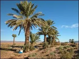 Ces arbres fruitiers sont des ...