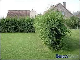 Trouvez l'intrus - Quelle espce ne convient pas pour complter cette liste d'arbustes persistants : le buis, le houx, l'pica ?