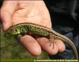 L'toile de mer a le pouvoir de rgnrer un bras amput qui restera toutefois plus petit que les autres. Le lzard peut reconstruire sa queue coupe. Quel autre animal partage avec eux cette capacit de reconstituer certaines parties mutiles de son corps ?