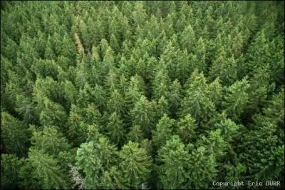 Quels arbres peuplent une pessire ?
