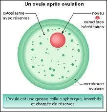 La reproduction humaine - Compltez correctement la phrase suivante :   Un ovule mis par un ovaire ...  