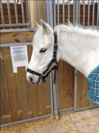 Quelle est la robe de celui-ci ?