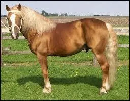 Quelle est la robe de ce poney ?