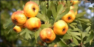 Que contient l'azérole ?