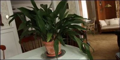 Comment s'appelle cette plante d'appartement, famille des Liliacées ?