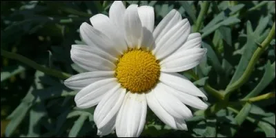 A quelle famille appartient l'anthémis ?