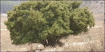 L'autre nom de l'aliboufier c'est le thorax.